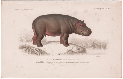 Hippopotamus